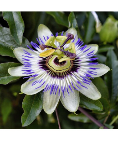 Passiflore (Passiflora) 'Caerulea' P9/C1