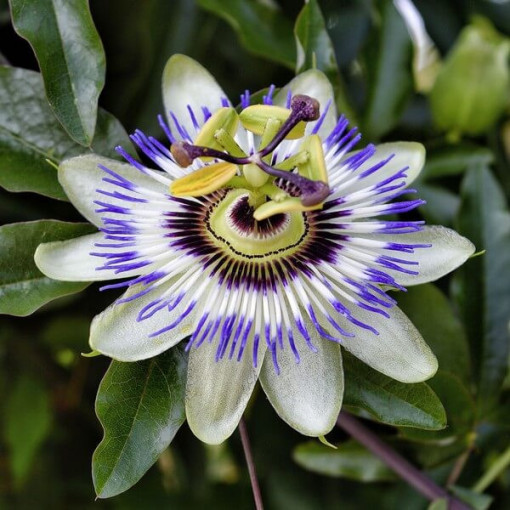 Passiflore (Passiflora) 'Caerulea' P9/C1