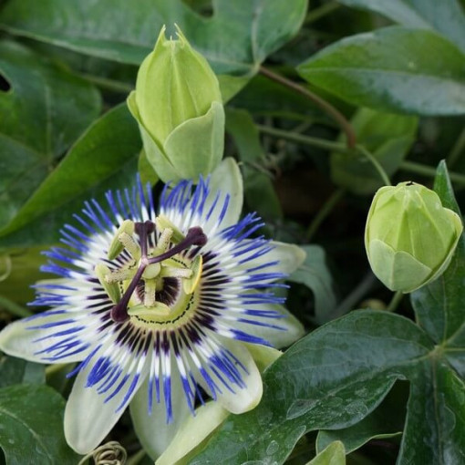 Passiflore (Passiflora) 'Caerulea' P9/C1