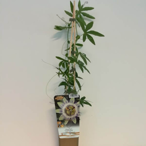 Passiflore (Passiflora) 'Caerulea' P9/C1