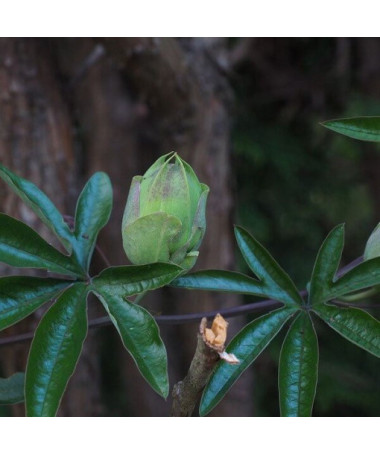 Passiflore (Passiflora) 'Victoria' P9/C1