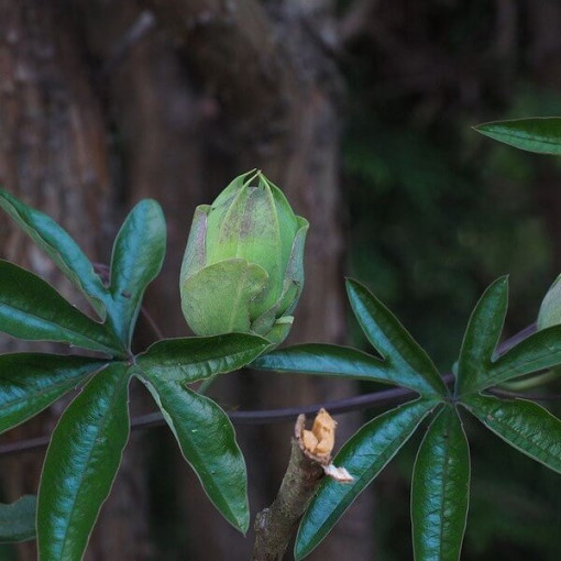 Passiflore (Passiflora) 'Victoria' P9/C1