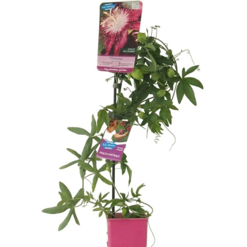 Passiflore (Passiflora) 'Victoria' P9/C1