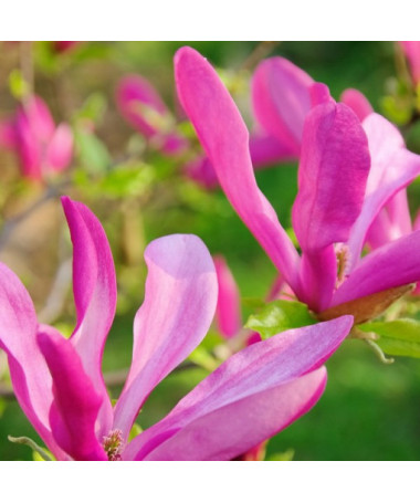 Magnolia 'Susan' pot, 2l