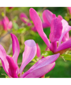 Magnolia 'Susan' pot, 2l