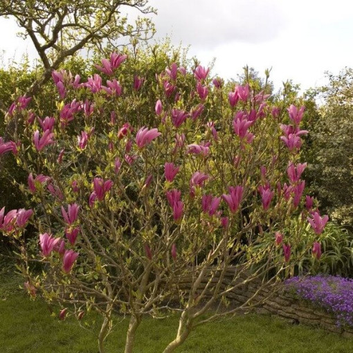 Magnolia 'Susan' pot, 2l