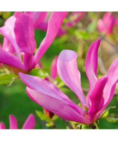 Magnolia 'Susan' P9/C1