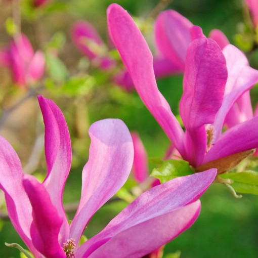 Magnolia 'Susan' P9/C1