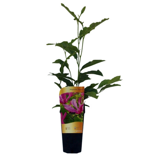 Magnolia 'Susan' P9/C1