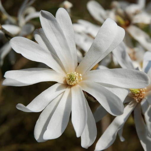 Magnolia Stellata P9, 2L