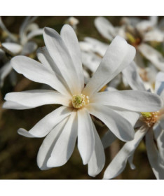 Magnolia Stellata P9, 2L