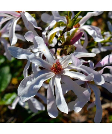 Magnolia Stellata P9, 2L