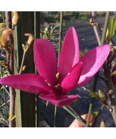 Magnolia pourpre 'Nigra' pot, 2L