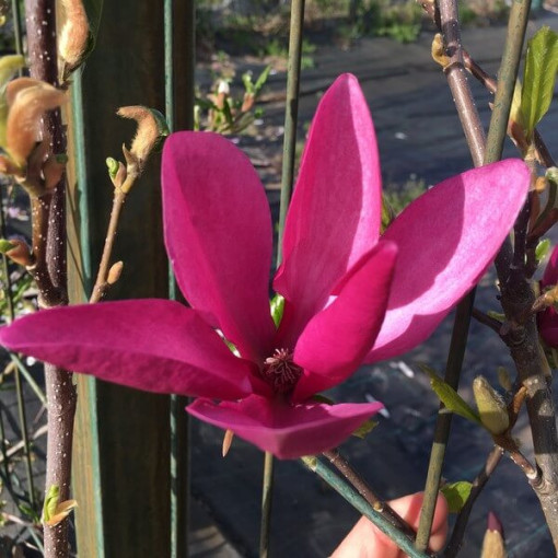 Magnolia pourpre 'Nigra' pot, 2L