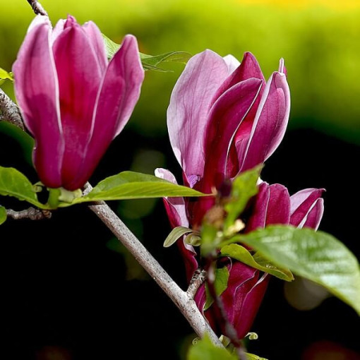 Magnolia pourpre 'Nigra' pot, 2L