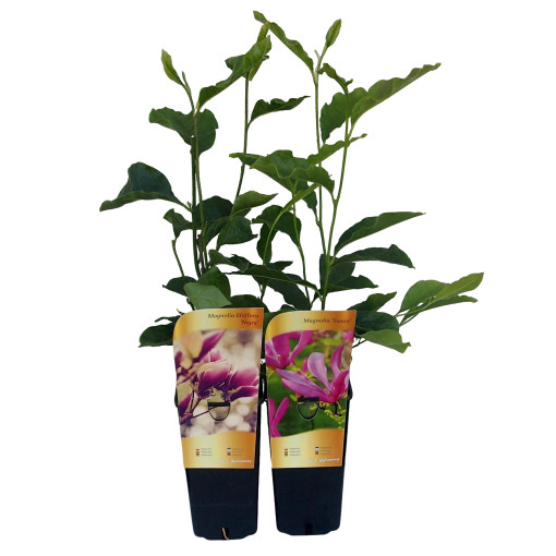 Magnolia pourpre 'Nigra' pot, 2L