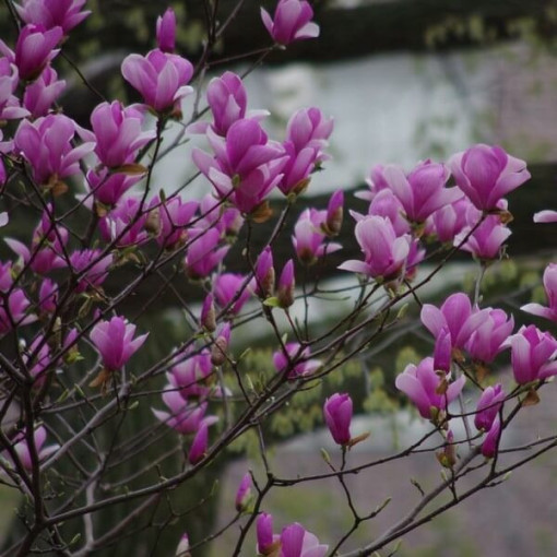 Magnolia pourpre 'Nigra' P9/C1