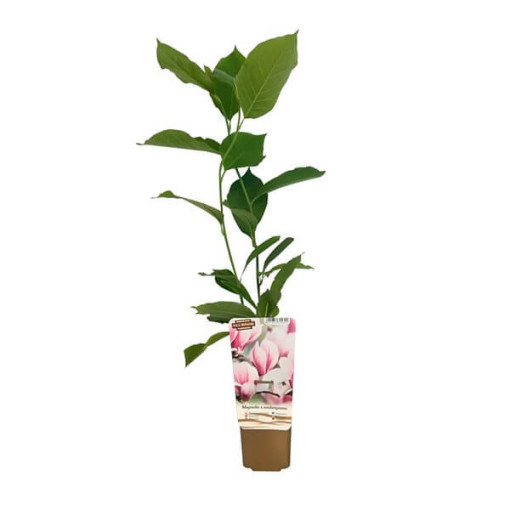 Magnolia intermédiaire Magnolia x soulangeana, pot de 2L