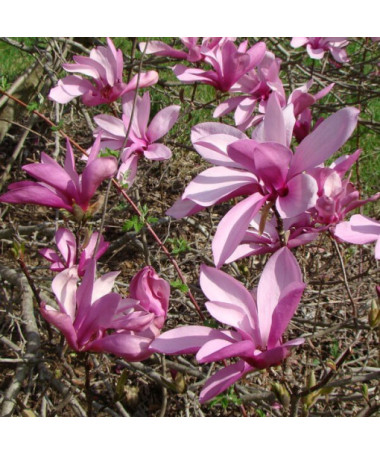 Magnolia intermédiaire Magnolia x soulangeana P9/C1