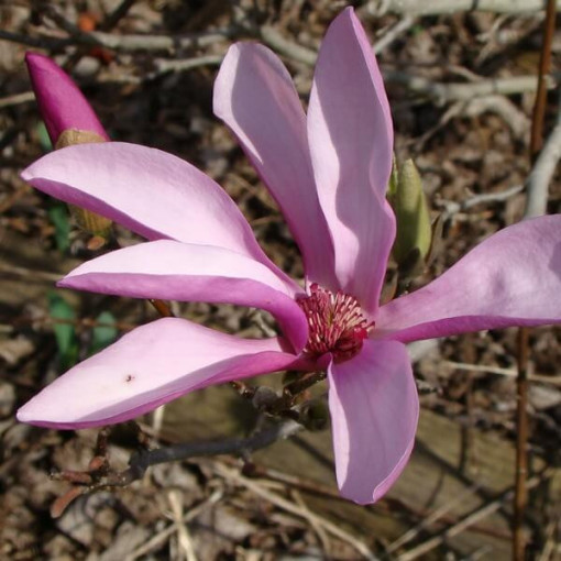 Magnolia intermédiaire Magnolia x soulangeana P9/C1