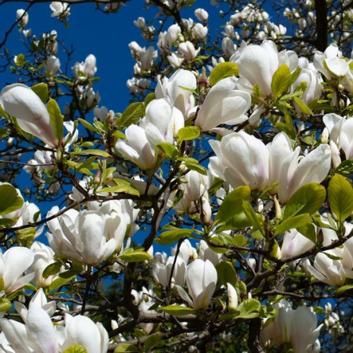 Magnolia loebnera 'Merrill' pot, 2l