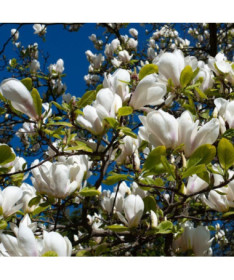 Magnolia loebnera 'Merrill' pot, 2l