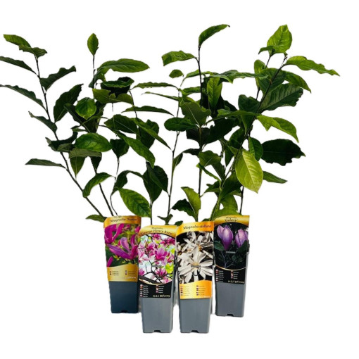 Magnolia loebnera 'Merrill' pot, 2l