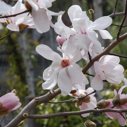 Magnolia loebnera 'Merrill' P9/C1