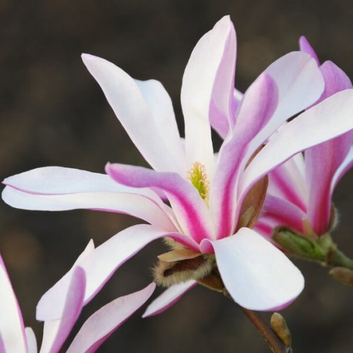 Magnolia loebnera 'Leonard Messel' pot, 2l