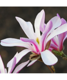 Magnolia loebnera 'Leonard Messel' pot, 2l