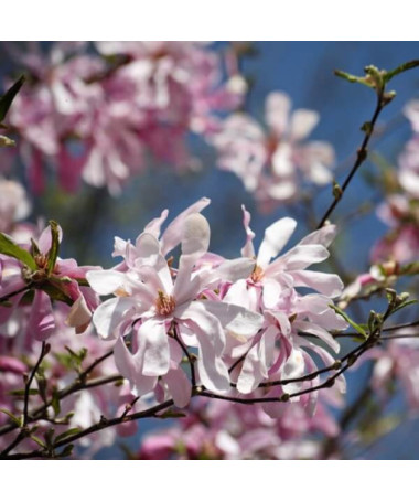 Magnolia loebnera 'Leonard Messel' pot, 2l
