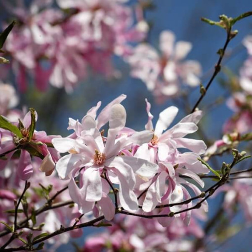 Magnolia loebnera 'Leonard Messel' pot, 2l