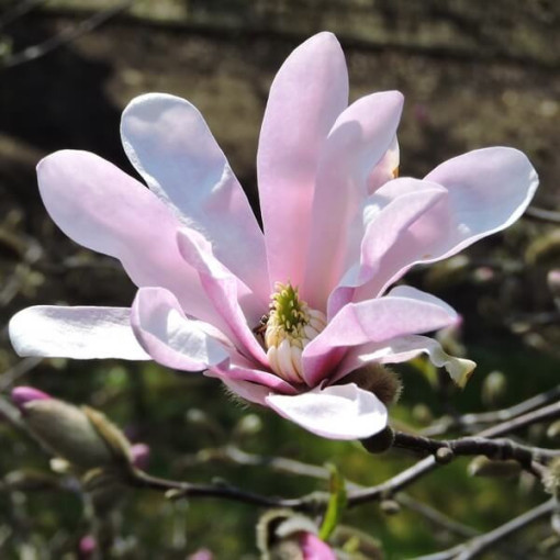 Magnolia loebnera 'Leonard Messel' pot, 2l