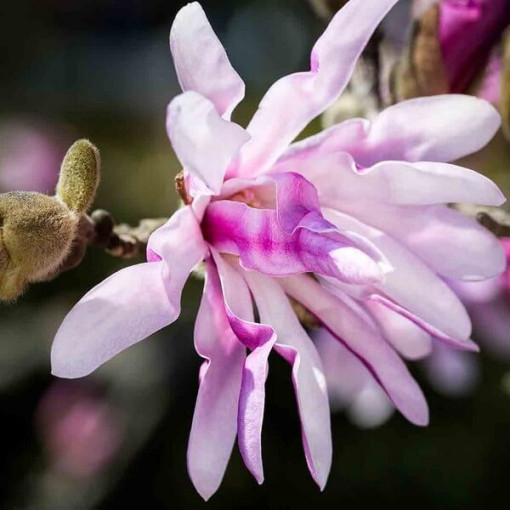 Magnolia loebnera 'Leonard Messel' pot, 2l