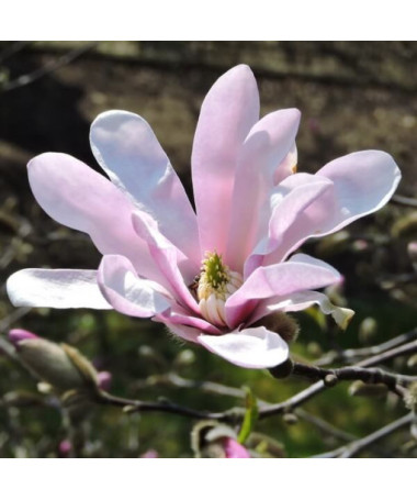 Magnolia loebnera 'Leonard Messel' P9/C1