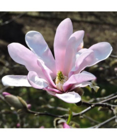 Magnolia loebnera 'Leonard Messel' P9/C1