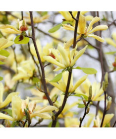 Magnolia japonaise 'Esveld Select' pot, 2l