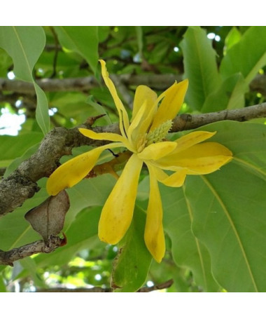 Magnolia japonaise 'Esveld Select' pot, 2l