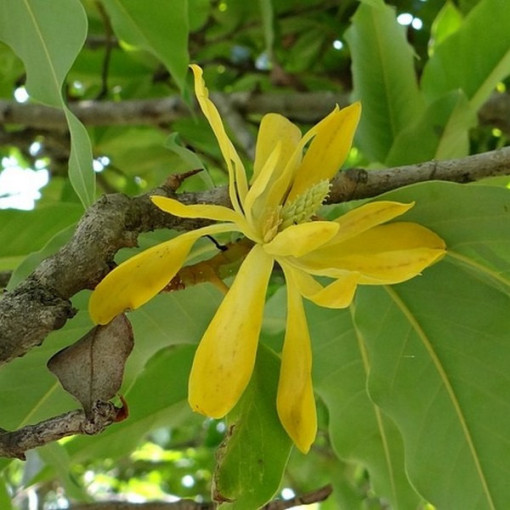 Magnolia japonaise 'Esveld Select' pot, 2l