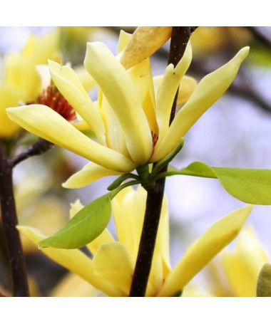 Magnolia japonaise 'Esveld Select' P9/C1