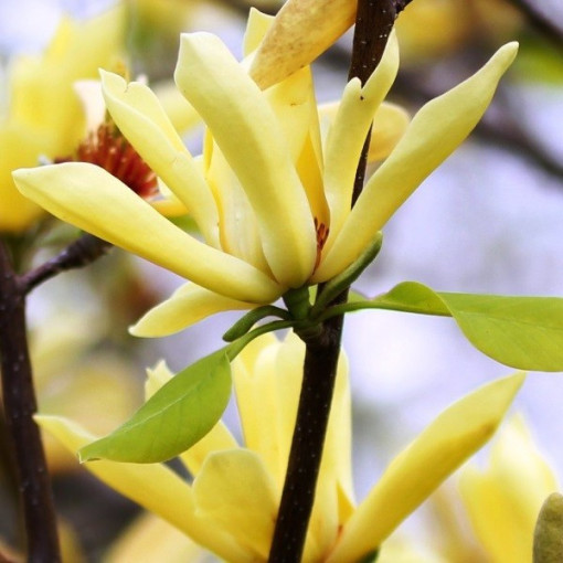 Magnolia japonaise 'Esveld Select' P9/C1