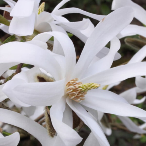 Magnolia étoilée 'Royal Star' pot, 2L