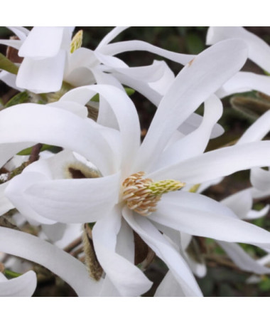 Magnolia étoilée 'Royal Star' P9/C1