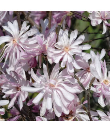 Magnolia étoilée (Stellata) 'Waterlily' pot, 2l