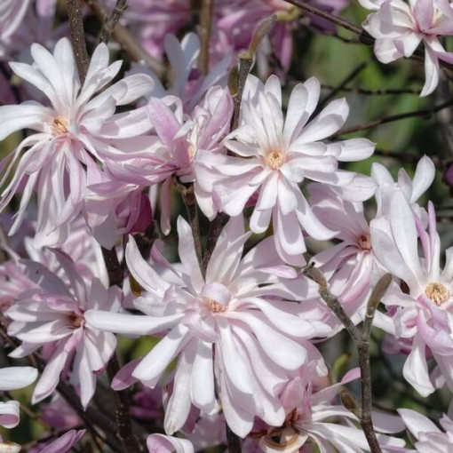 Magnolia étoilée (Stellata) 'Waterlily' pot, 2l