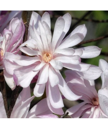 Magnolia étoilée (Stellata) 'Waterlily' pot, 2l