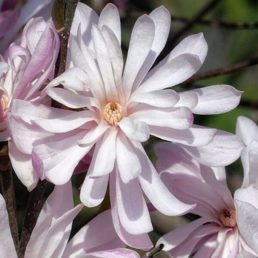 Magnolia étoilée (Stellata) 'Waterlily' pot, 2l