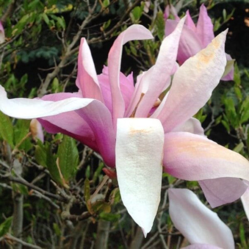 Magnolia 'George Henry Kern' pot, 2L