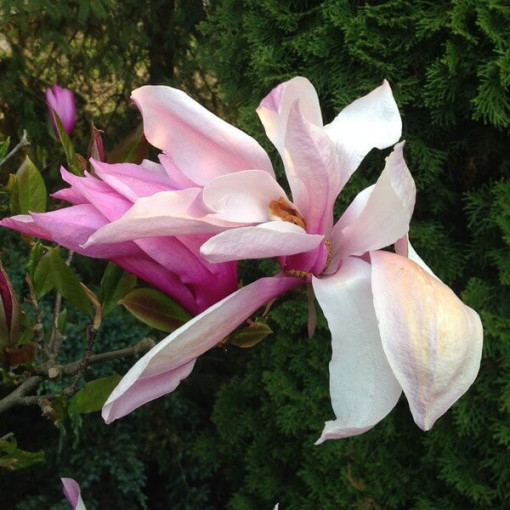 Magnolia 'George Henry Kern' pot, 2L