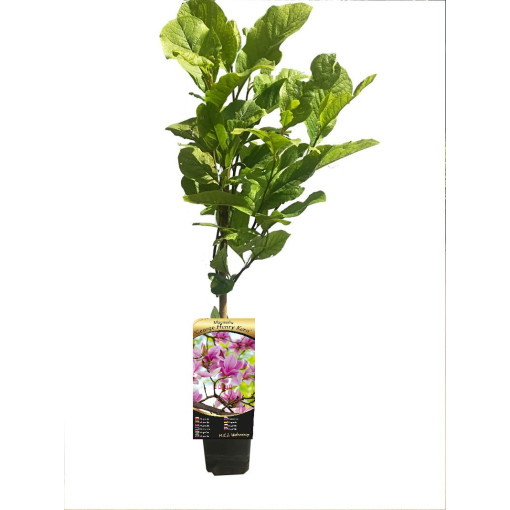 Magnolia 'George Henry Kern' pot, 2L